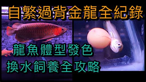 龍魚繁殖|2017.06.11【在地真台灣】台灣第一人! 醫師成功孵化過背金龍魚